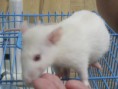 twister (mecol ou rato de laboratório
